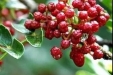 墨池中医｜传承中医药文化，品鉴药食同源