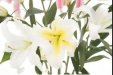 墨池中医丨传承中医药文化 品鉴药食同源——百合
