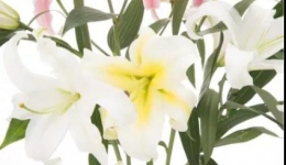 墨池中医丨传承中医药文化 品鉴药食同源——百合
